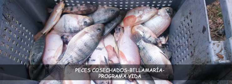 PECES-COSECHADOS-BELLAMARÍA-PROGRAMA-VIDA